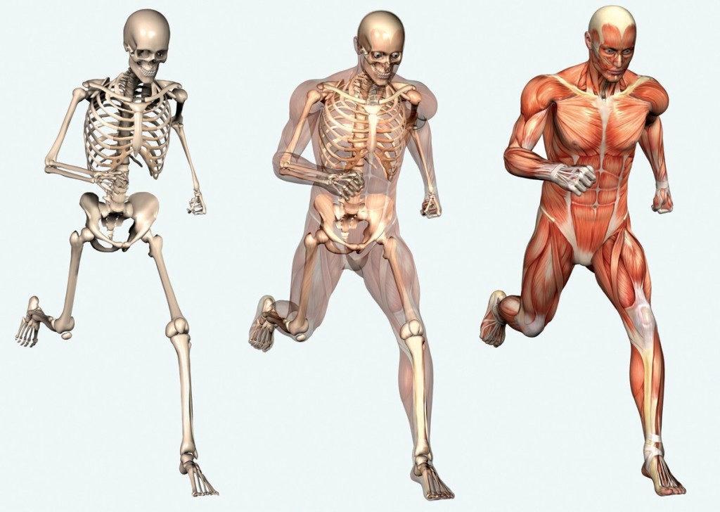 skeleton-picture-of-human-body-muscles