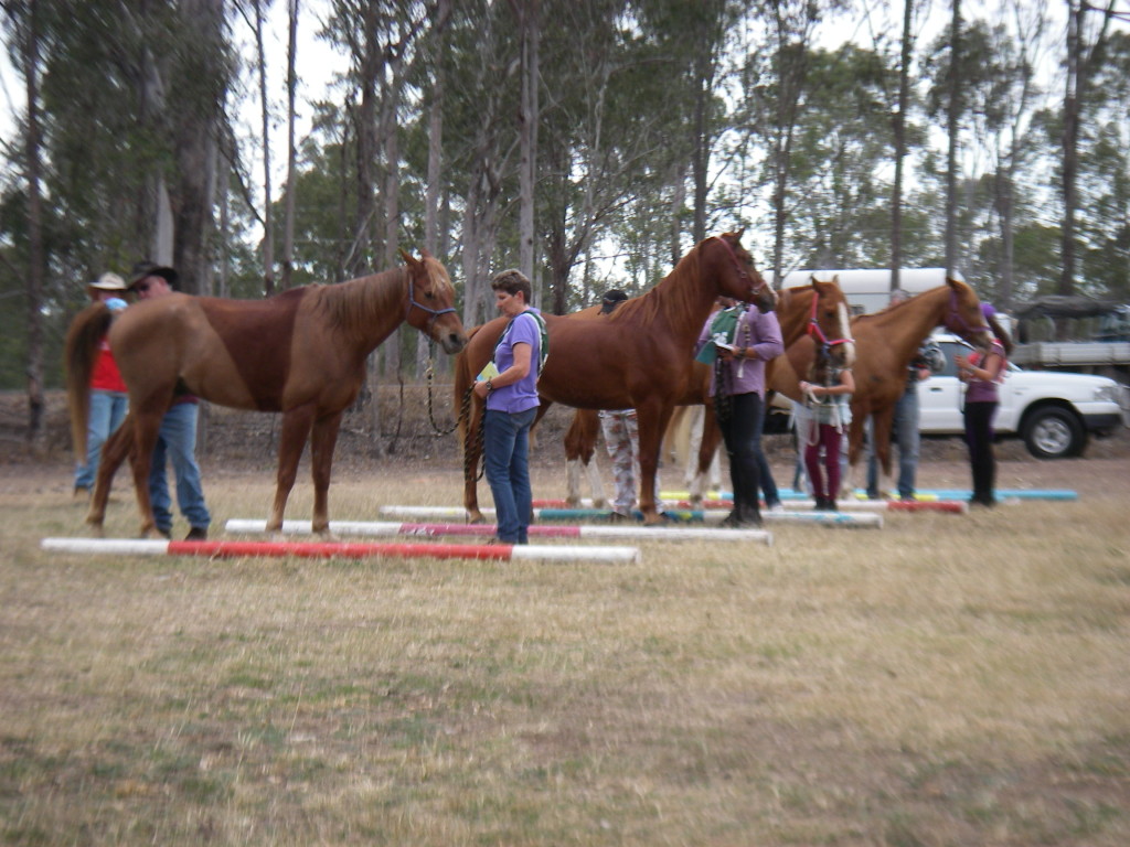 Waiting for vetting Widgee