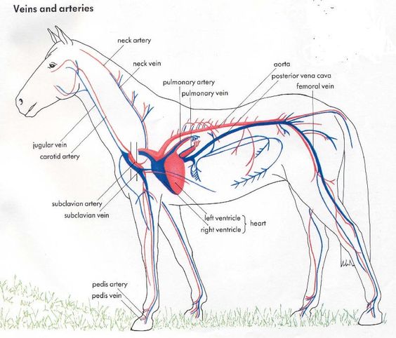 cardio horse