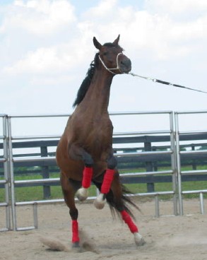 stressed horse