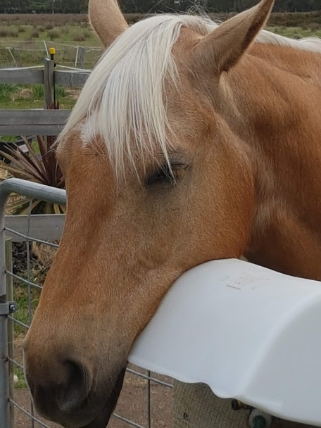 Sunny having a sleep leaning on fence